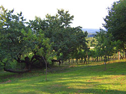 Slovenia for Families - Fokovci