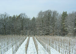 Slovenia for Families - Vino Cottage